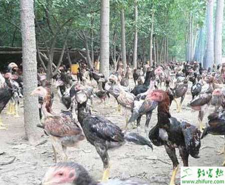 養斗雞賺錢嗎？怎樣養斗雞？