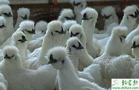 散養烏雞的飼料配方有哪些？散養烏雞技術