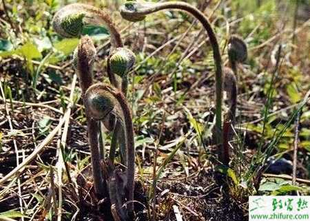 蕨菜的規(guī)范化栽培要點(diǎn)