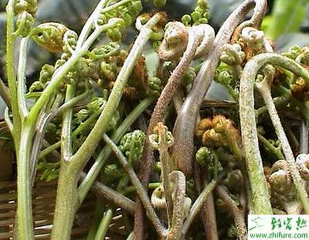 蕨菜的田間管理技術(shù)