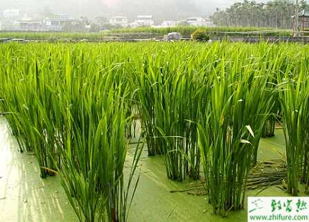 茭白紋枯病的綜合防治