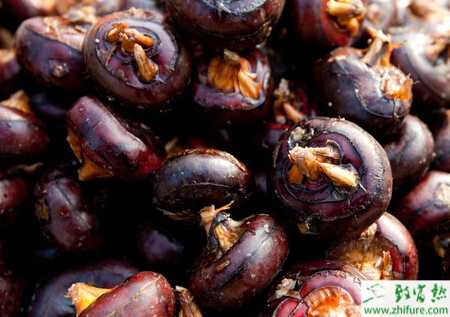 荸薺大田栽培高產(chǎn)技術(shù)