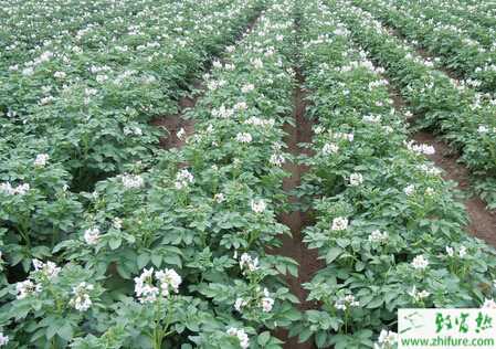 馬鈴薯春季栽培注意事項