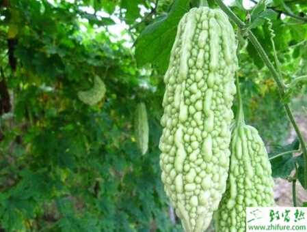 苦瓜溫室嫁接栽培要點