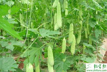 苦瓜白斑病如何防治