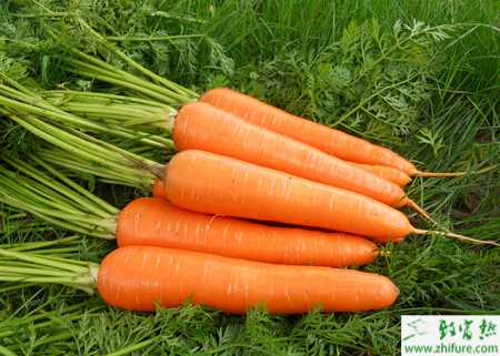 胡蘿卜科學(xué)栽培管理技術(shù)