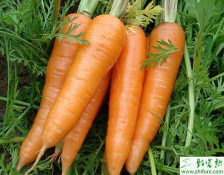 胡蘿卜根結(jié)線蟲病的介紹與防治