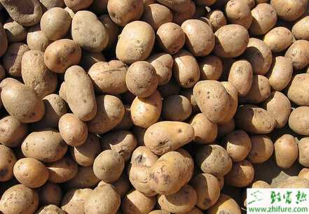 馬鈴薯如何科學催芽