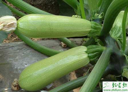 西葫蘆日光溫室高效栽培技術