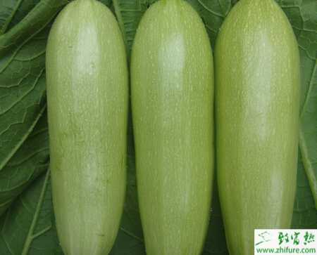 西葫蘆大棚栽培的各項管理