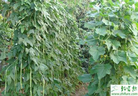 豆角秋季栽種銹病須重視