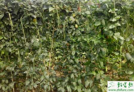 豆角疫病怎么防治