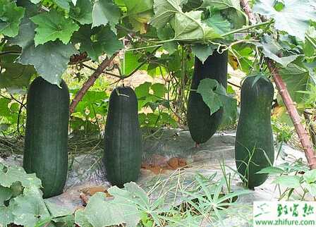 冬瓜的貯藏和加工