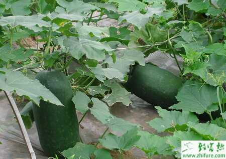 冬瓜雙膜覆蓋高產栽培技術