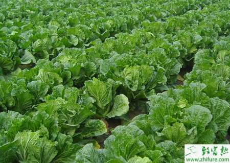 白菜結(jié)球期怎么管理