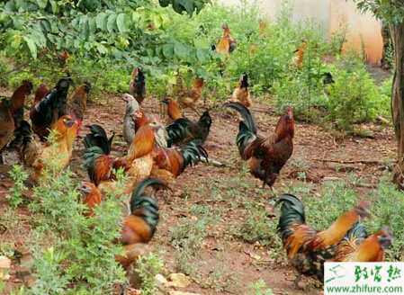 散養(yǎng)土雞需要注意哪些？散養(yǎng)土雞技術(shù)