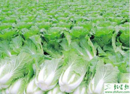 白菜蟲害地蛆的防治方法