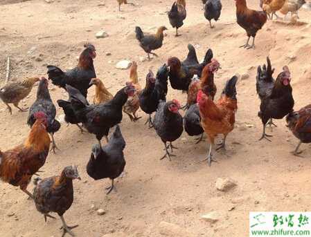 養土雞怎么樣？養土雞賺錢嗎？