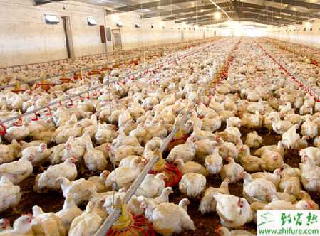 2015養肉雞賺錢嗎？2015年養肉雞的前景