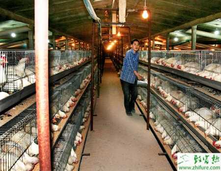 籠養(yǎng)肉雞怎樣育雛？籠養(yǎng)肉雞技術(shù)要點(diǎn)