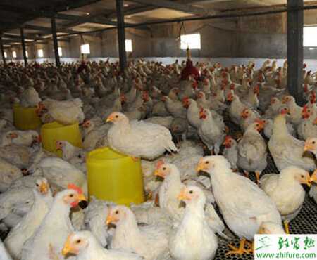 怎樣養肉雞？冬季養肉雞注意事項