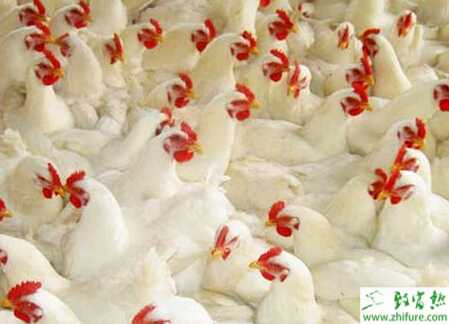 養白羽肉雞賺錢嗎？籠養白羽肉雞養殖技術