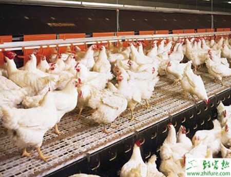 夏季可以養(yǎng)肉雞嗎？夏季飼養(yǎng)肉雞注意事項(xiàng)