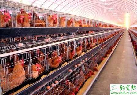 2015年養(yǎng)蛋雞賺錢嗎？2015養(yǎng)蛋雞行情怎么樣？