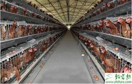 養蛋雞場雞舍如何建造？