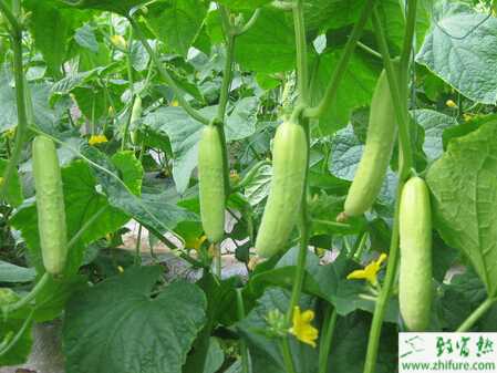 黃瓜大棚冬春兩季管理要點