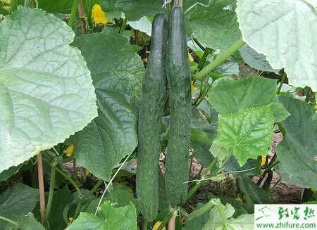 黃瓜霜霉病的綜合防治