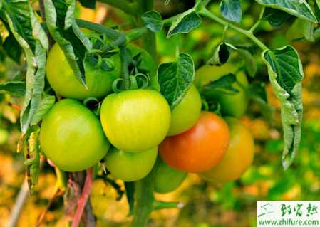 番茄怎么進(jìn)行合理追肥