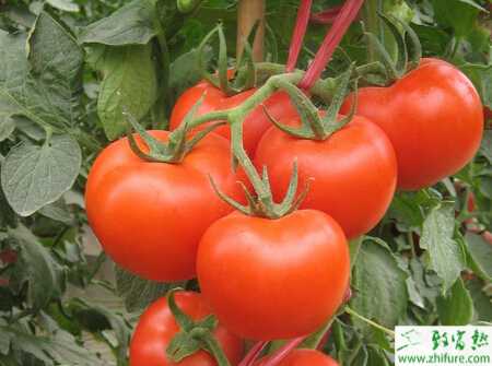 番茄裂果怎么防