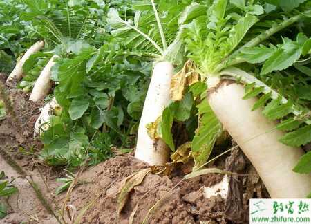 蘿卜春季栽培管理要點