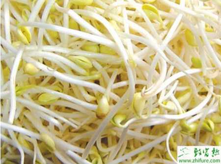 豆芽爛芽的原因分析和防治