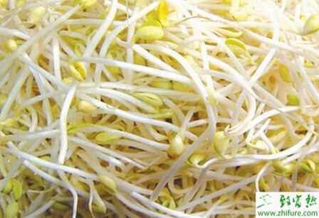 豆芽無土栽培管理要點