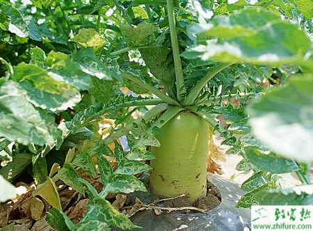 蘿卜分叉、糠心的發生原因及防治