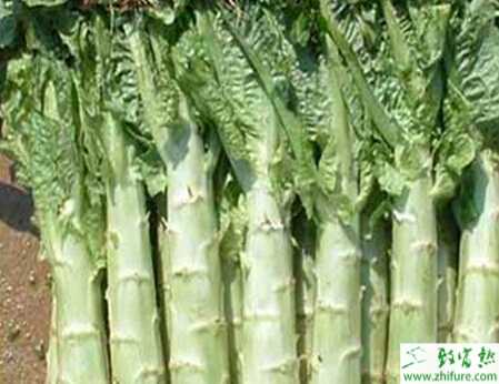 萵筍霜霉病田間防治措施