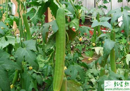 絲瓜露地春季栽培要點(diǎn)