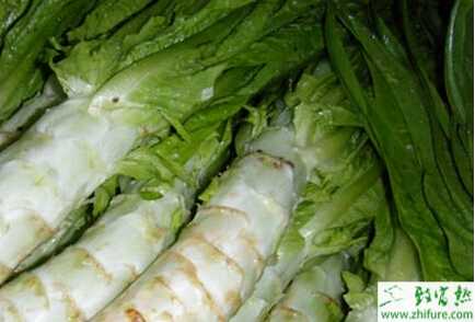 萵筍的科學留種措施