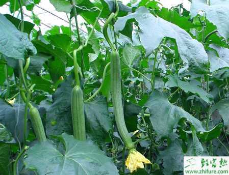 絲瓜蟲害黃守瓜的防治