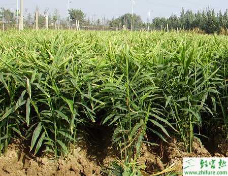生姜田間栽培管理要點