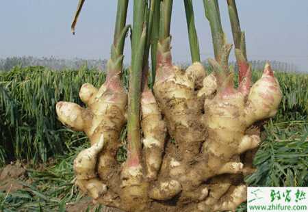 生姜根結線蟲病的綜合防治措施