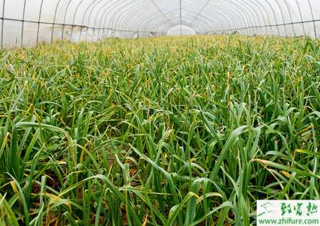 蒜苗溫室怎么栽培能高產(chǎn)