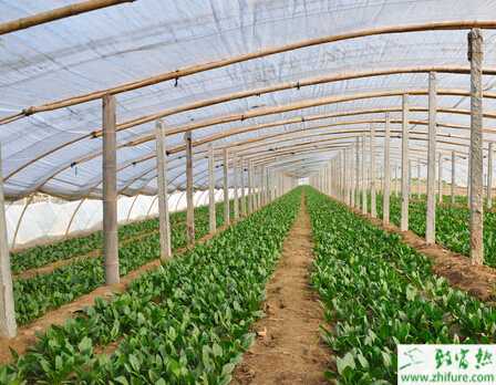 菠菜冬季如何保苗和田管