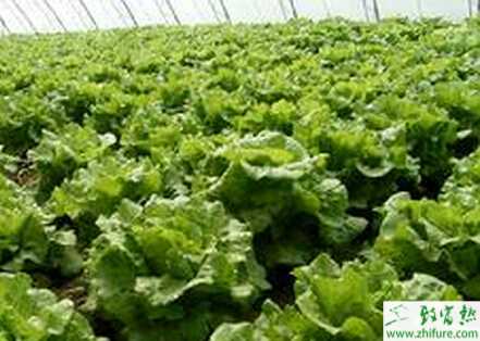 生菜田園栽培褐斑病的防治
