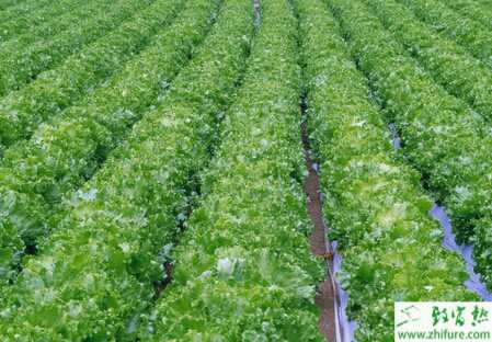 生菜冬季日光溫室栽培要點