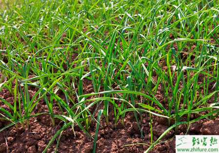 蒜苗黃尖形成的原因防治措施