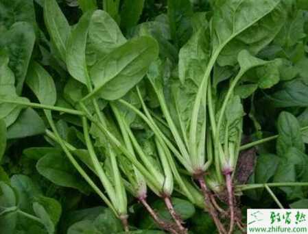 菠菜科學留種技術