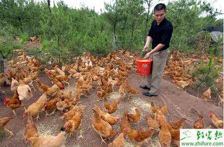 怎樣散養蛋雞？散養蛋雞飼料配方